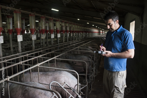 Salamanca, Spain, Pig farmer examining Iberian pigs with a digital device in a factory farm photo