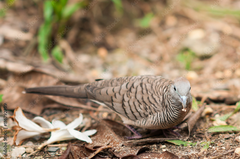 Birds on the ground.