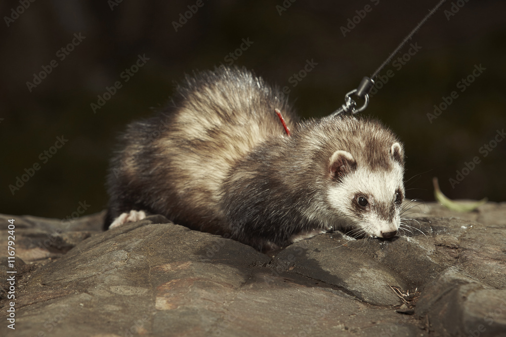 Ferret on leash in red collar posing in park Ferret on leash in red collar posing in park