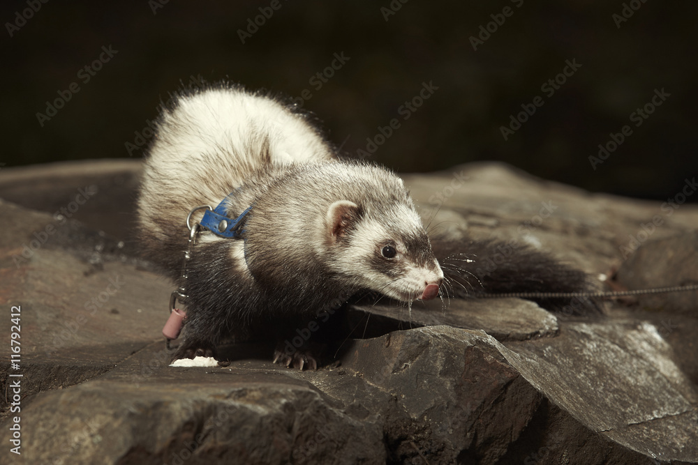 Ferret with blue collar posing in park Ferret with blue collar posing in park