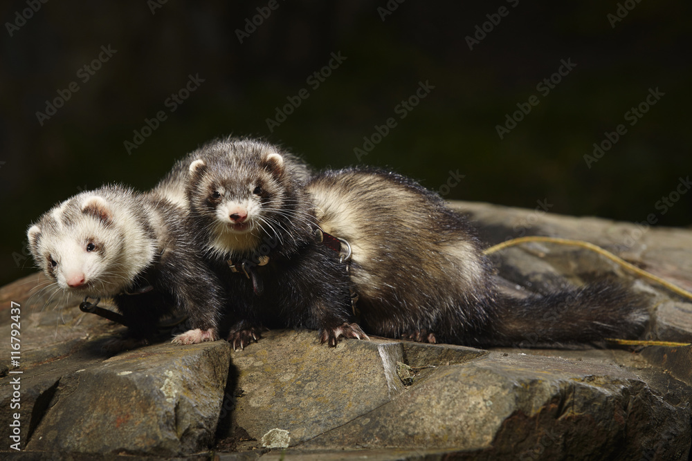 Two ferrets on leash in park posing on stone Two ferrets on leash in park posing on stone