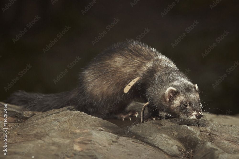 Lovely dark ferret on walk in park posing on stone Lovely dark ferret on walk in park posing on stone