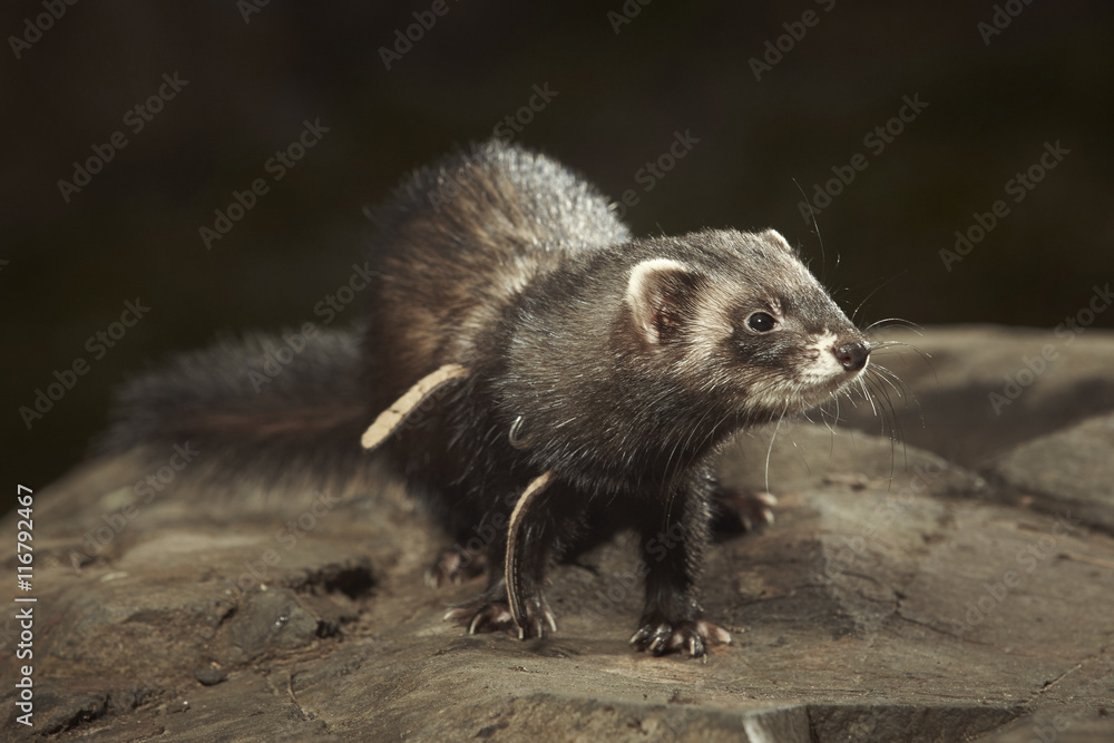 Dark ferret on walk in park posing on stone Dark ferret on walk in park posing on stone