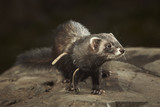 Dark ferret on walk in park posing on stone