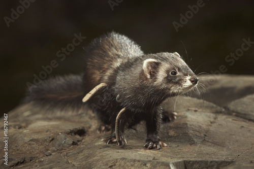 Dark ferret on walk in park posing on stone
