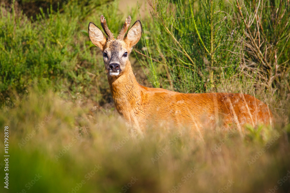 roe deer buck roe deer buck