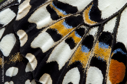 Obraz kolorowe skrzydło motyla w dużym powiększeniu