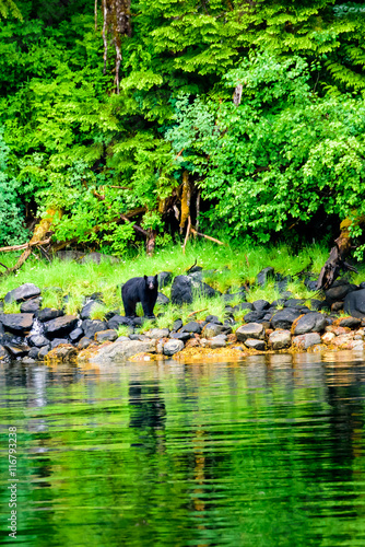 Black bear on the shore line