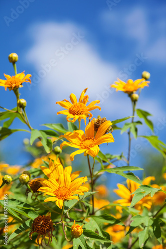 Beautiful yellow daisy flowers against blue sky background