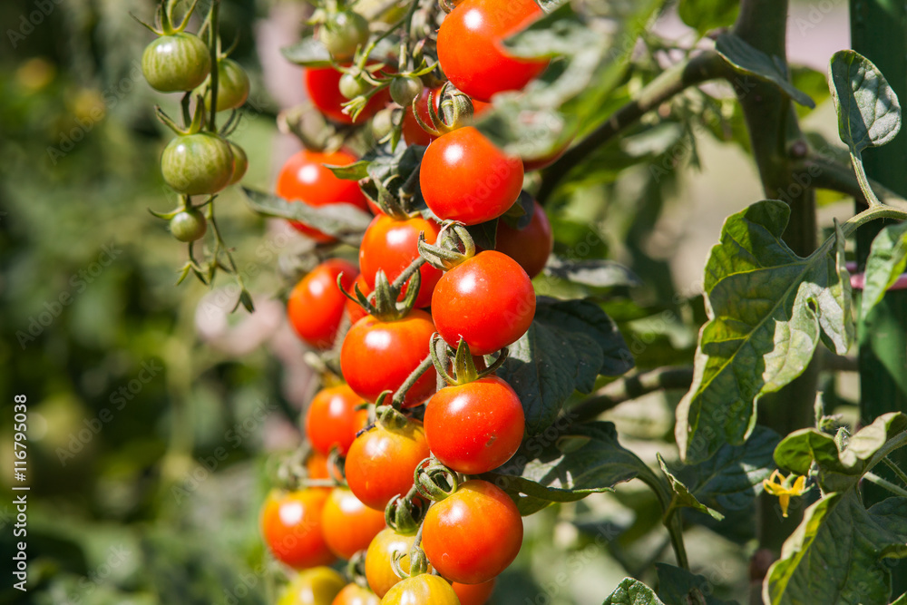 Fresh natural red tomatoes plants