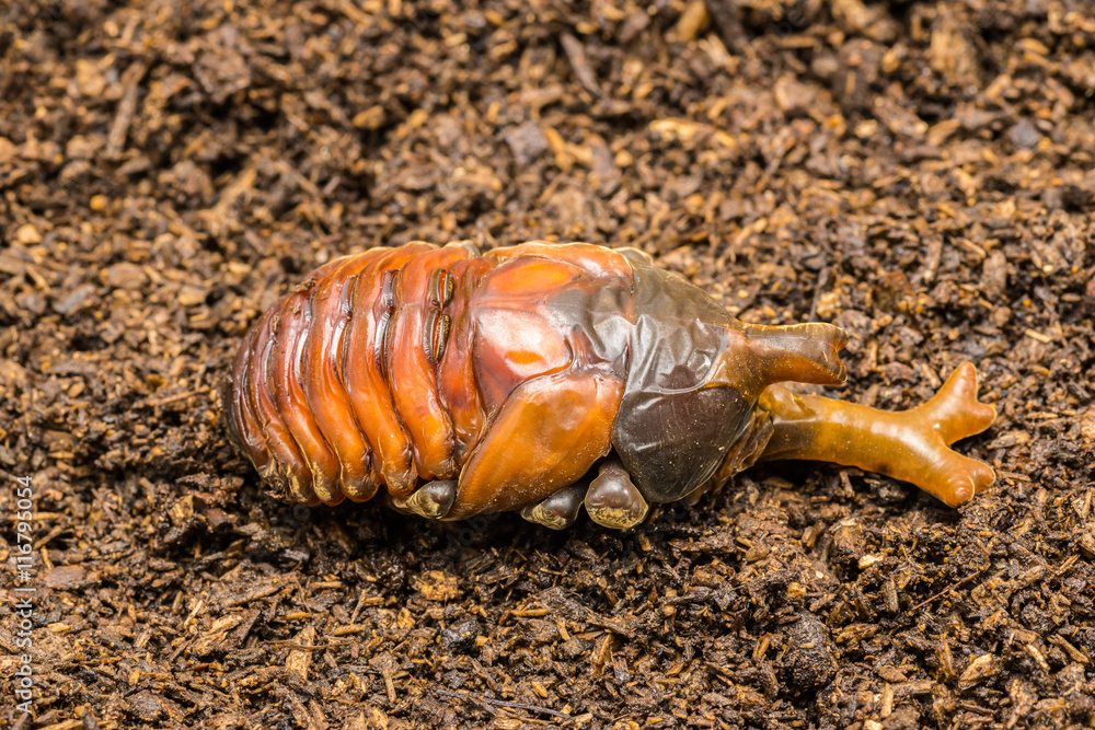 羽化直前のカブトムシの蛹 羽化直前のカブトムシの蛹
