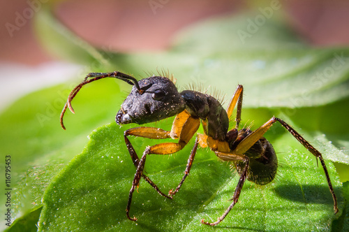 Konstfotografi Closeup of an ant on leaves