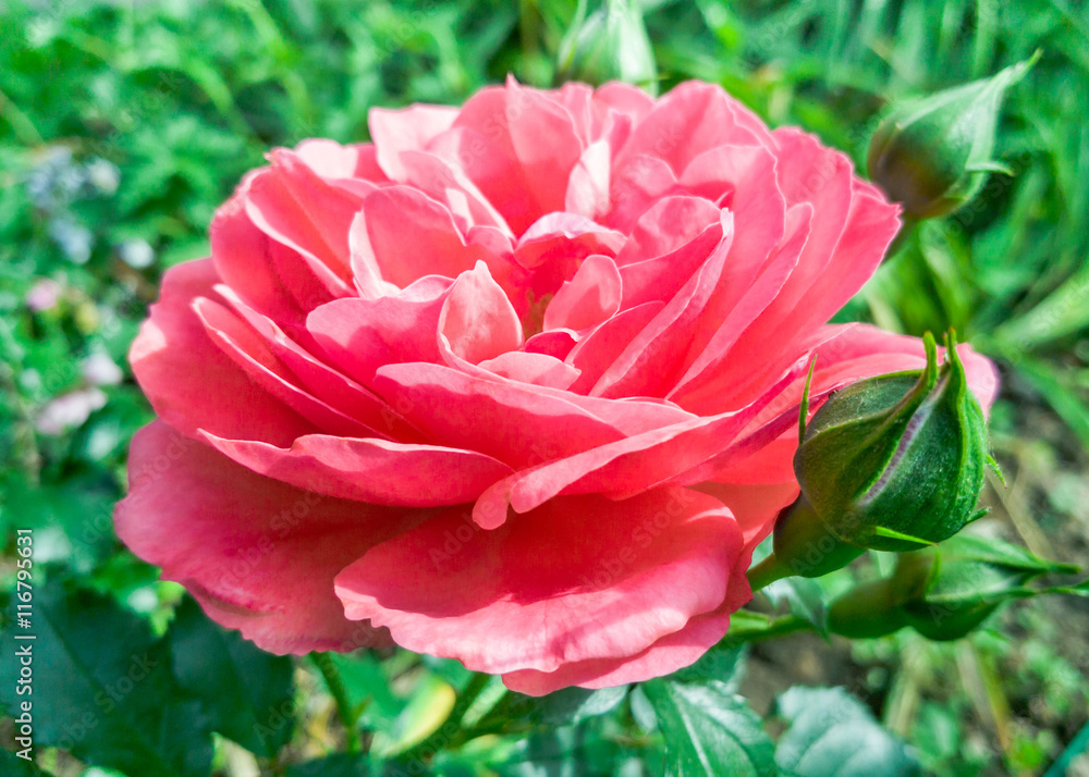Beautiful flower pink rose Beautiful flower pink rose