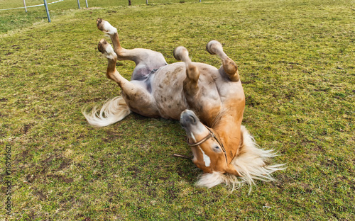 Foto Young chestnut horse rolling on its back
