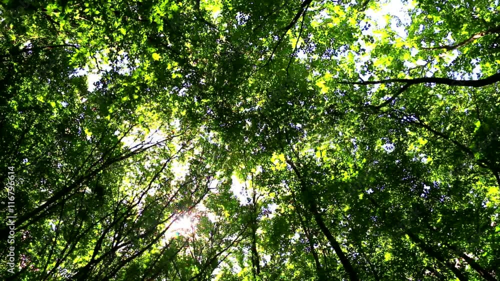 Wind moves branches in fresh green forest Wind moves branches in fresh green forest