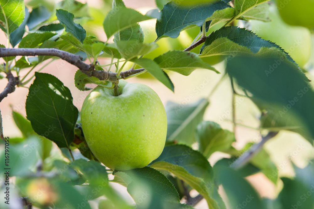 Green apple on a branch ready to be harvested