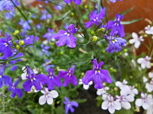 Beautiful garden white and purple flowers Beautiful garden white and purple flowers