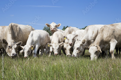 Fototapeta Naklejka Na Ścianę i Meble -  Cattle grazing in the field.