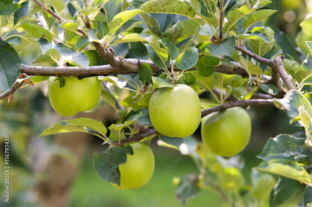 Green apples on a branch ready to be harvested