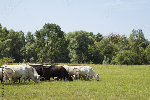 Cattle grazing in the field.