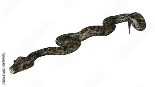 3D Rendering Burmese Python on White © photosvac