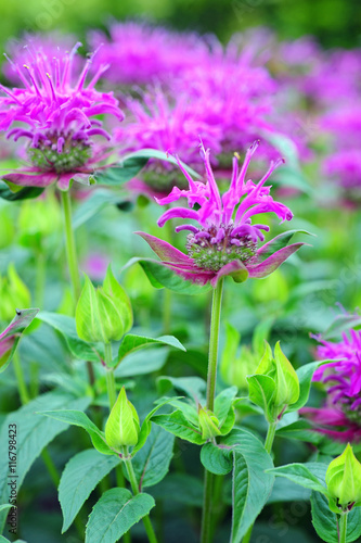 Indianernessel, Goldmelisse, Monarda