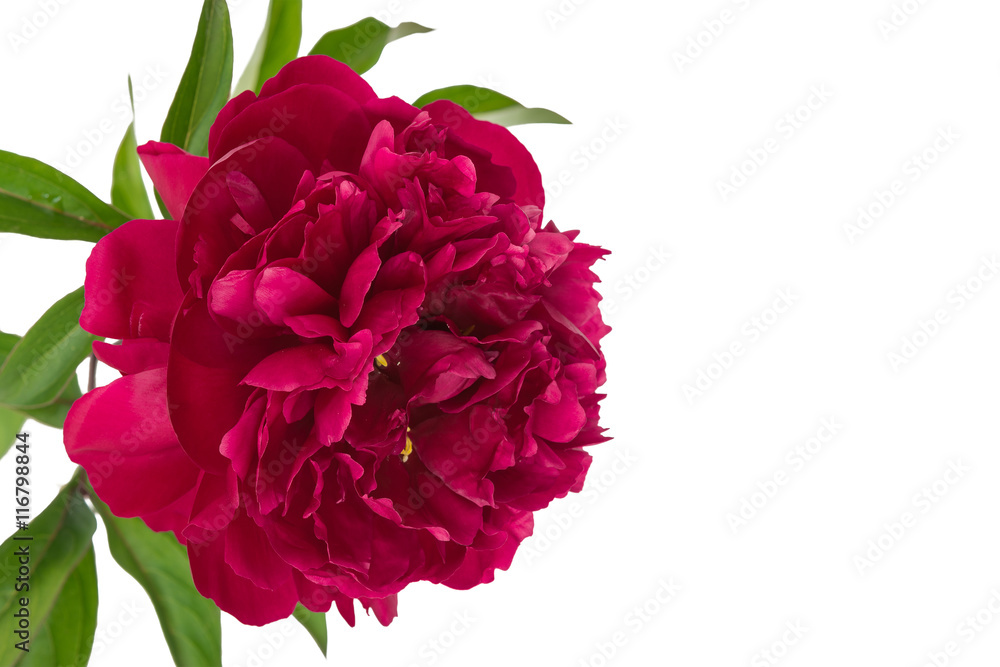 Fototapeta premium Purple peony isolated on white background