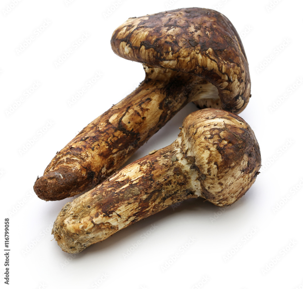matsutake mushroom, japanese food isolated on white background matsutake mushroom, japanese food isolated on white background