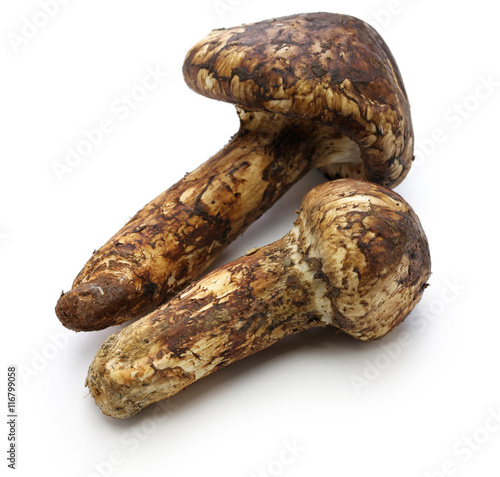 matsutake mushroom, japanese food isolated on white background