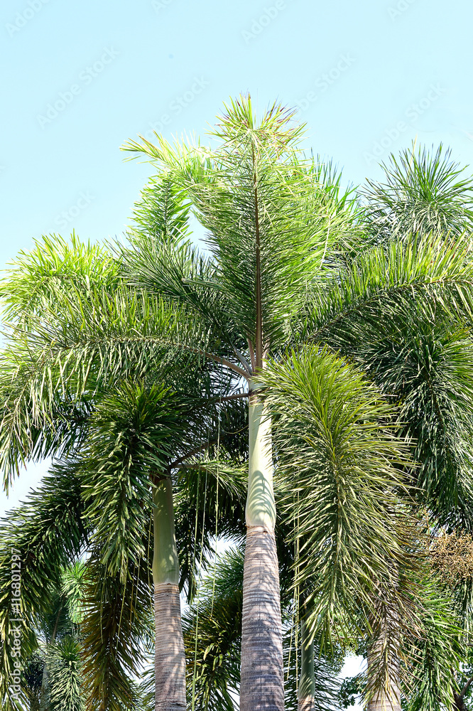 Naklejka premium Foxtail palms