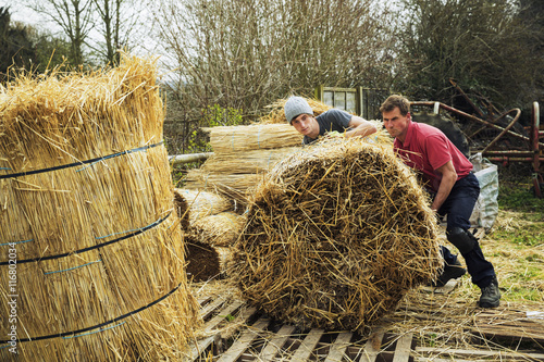Two thatchers moving bundles of straw for thatching a roof. photo