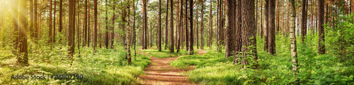 Photo pine forest panorama in summer. Pathway in the park