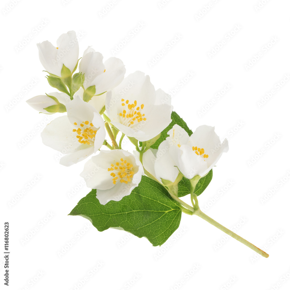 Jasmine flower isolated on white Jasmine flower isolated on white