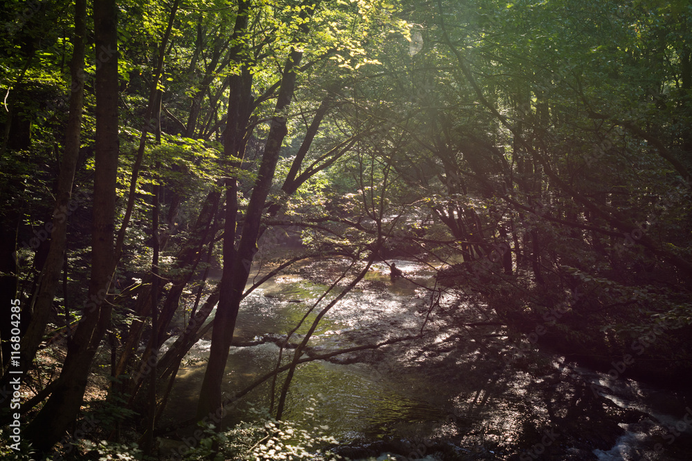 Fototapeta premium Into the forest, bright rays through trees