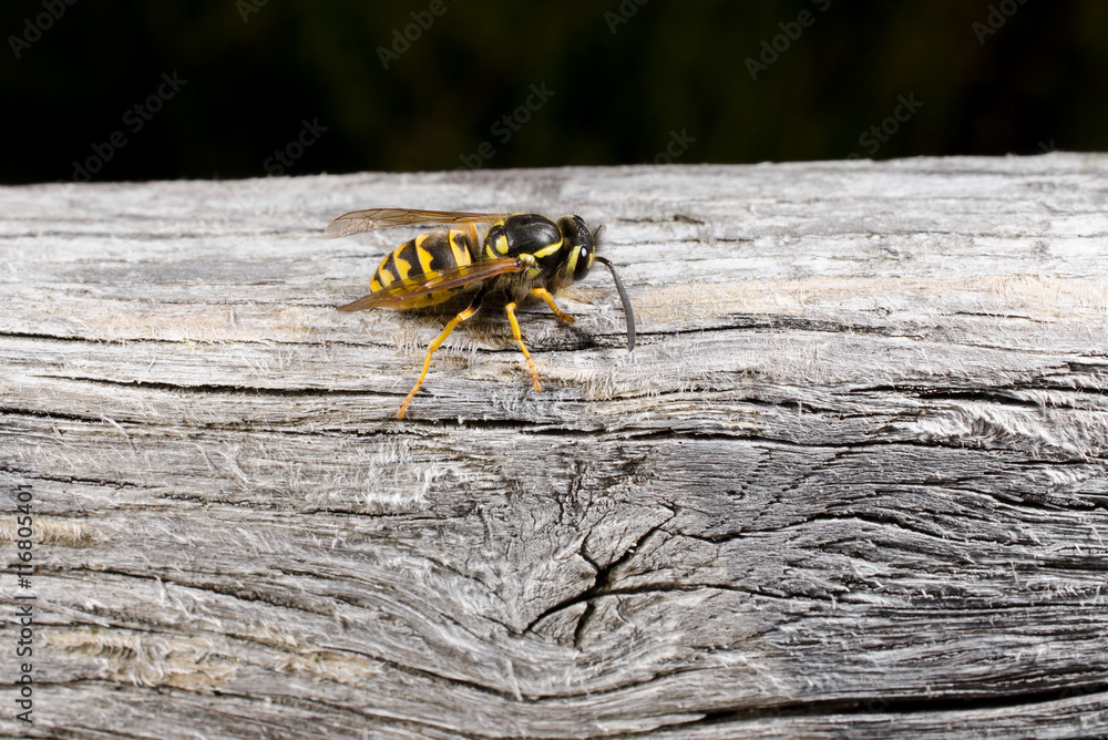 Wespe benagt Holz (Kopf rechts) Wespe benagt Holz (Kopf rechts)