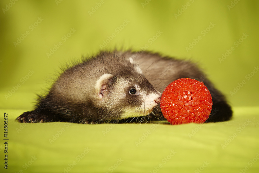 Baby ferret portrait with red toy in studio Baby ferret portrait with red toy in studio