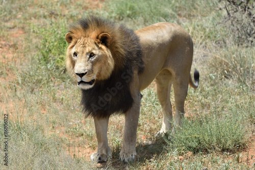 Male lion  Namibia