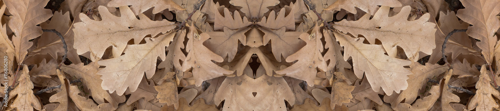 Fototapeta premium banner autumn oak leaves dry