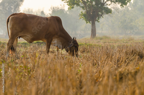 Brown cow eating dried grass in the field. Selective Focus.