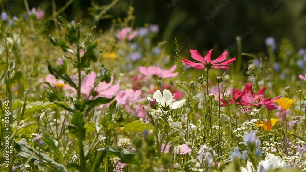 Wild flowers at natural park Cevennes, France Wild flowers at natural park Cevennes, France