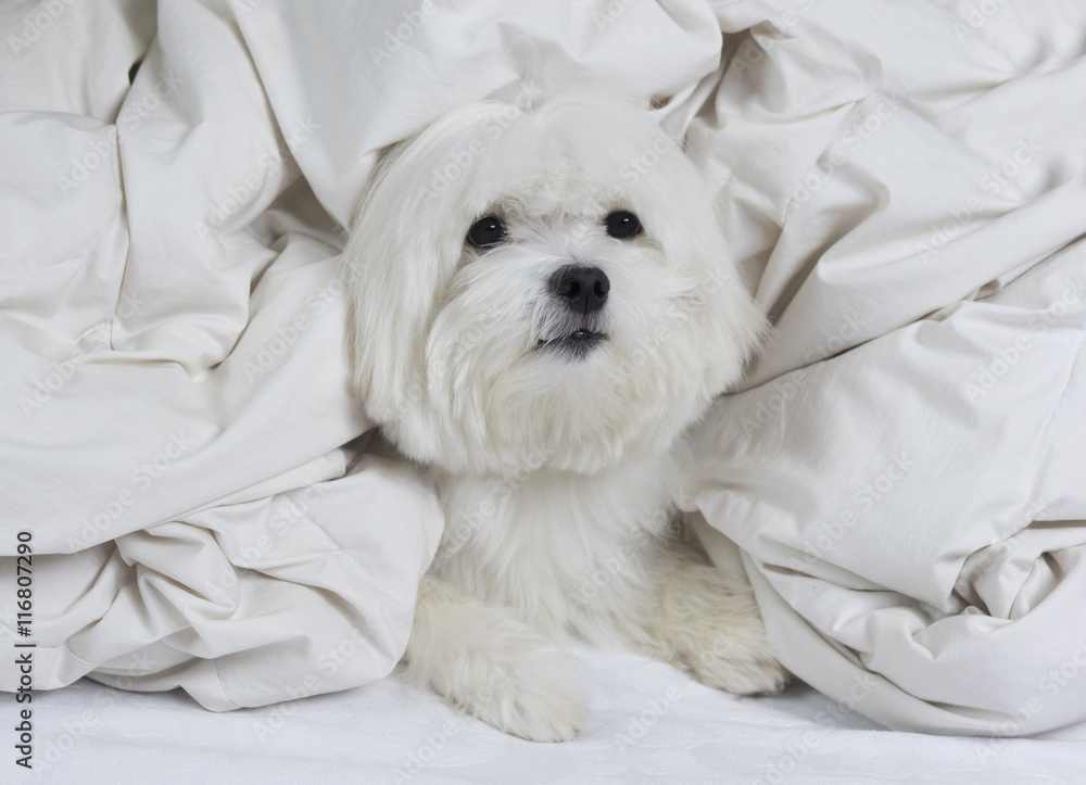 Angel dog / Cute maltese dog wrapped on a white blanket