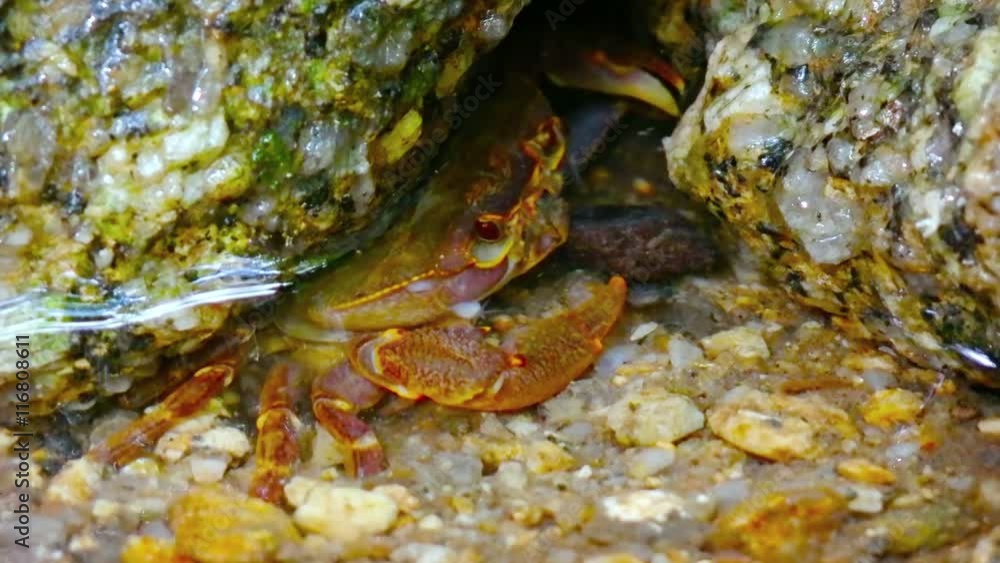 Tropical freshwater crab at his hole in the creek. Video FullHD Tropical freshwater crab at his hole in the creek. Video FullHD