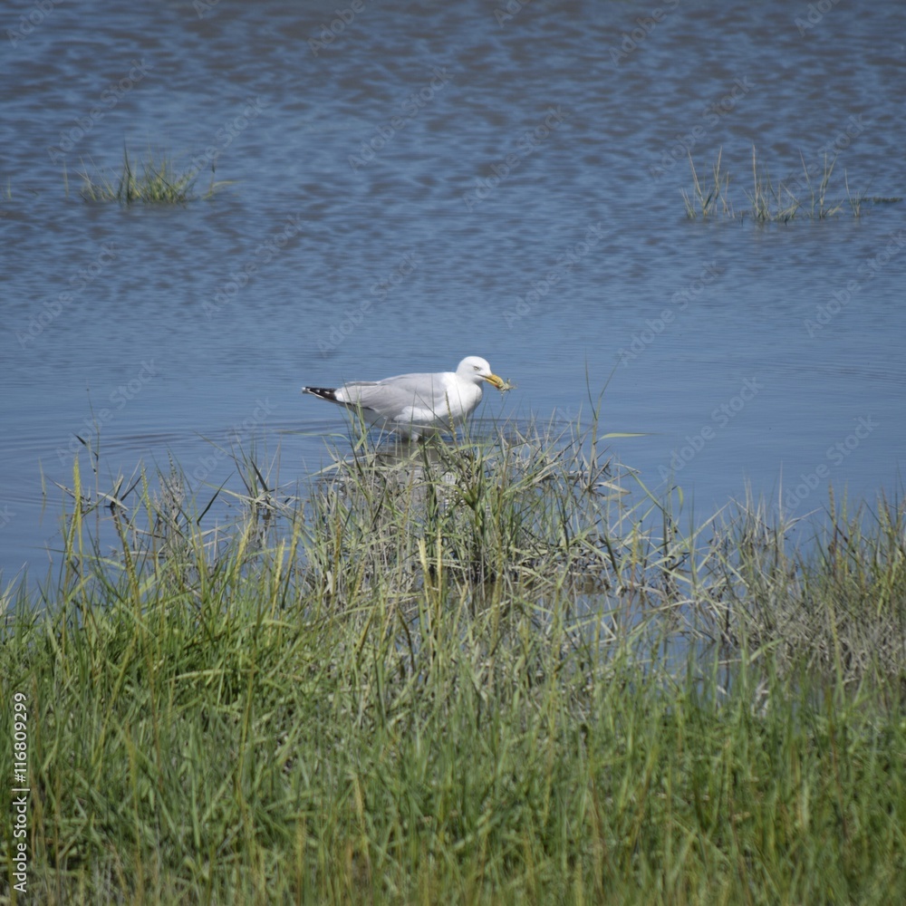 Silbermöwe mit Krabbe Silbermöwe mit Krabbe