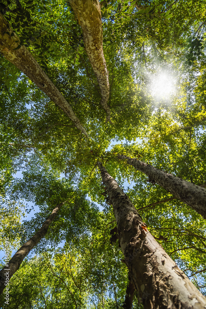 Fototapeta premium Sunlight in green forest