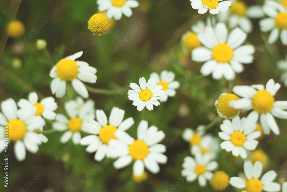 Chamomile Chamomile