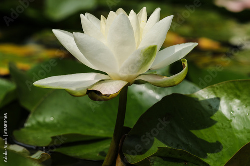 One water lily close up