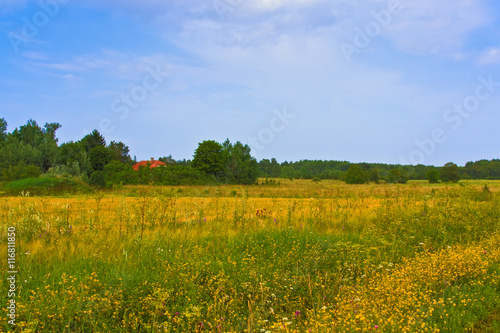 Rural summer landscape. Typical european pastoral meadow, pasture, field. Illustration of agriculture.