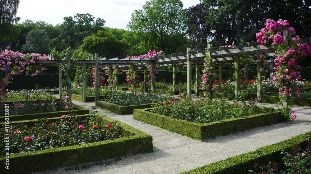 rose garden 