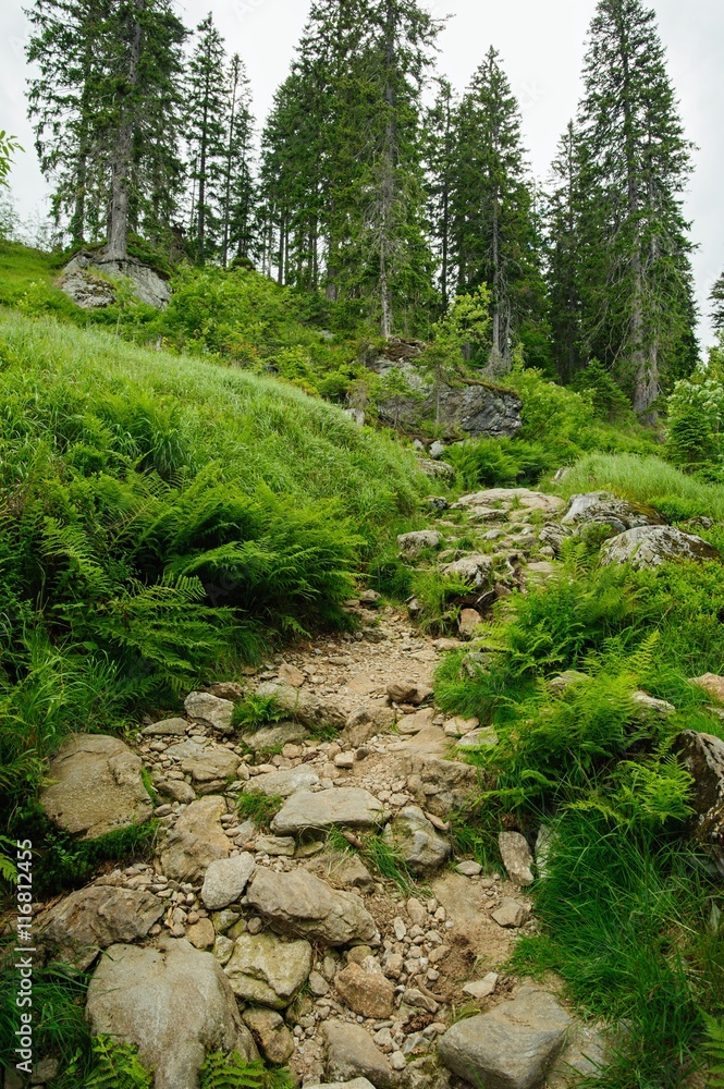 Fototapeta premium Rocky forest road