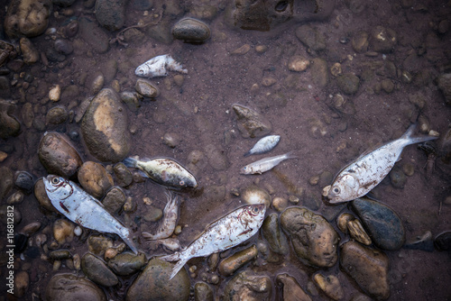 Photography dead fish floated near the river, water pollution.